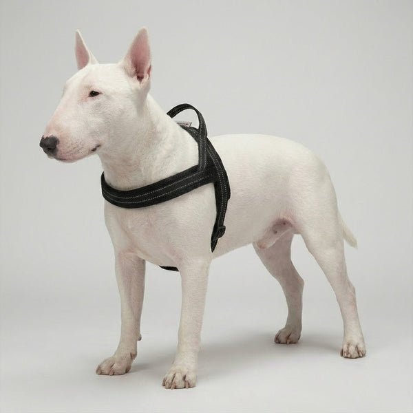 3M Reflective Padded Harness | Bull Terrier World
