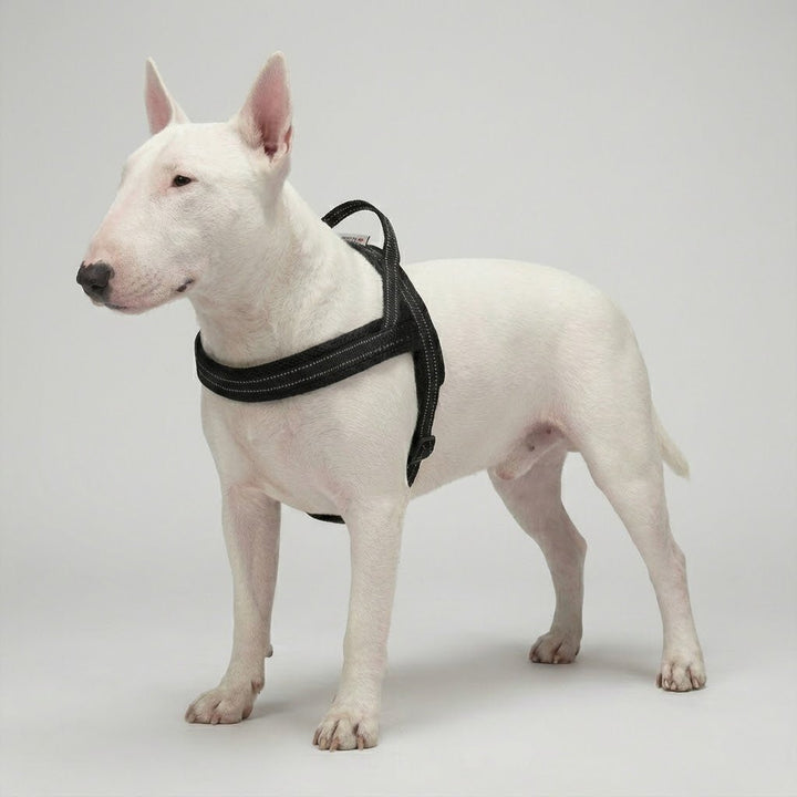 3M Reflective Padded Harness | Bull Terrier World