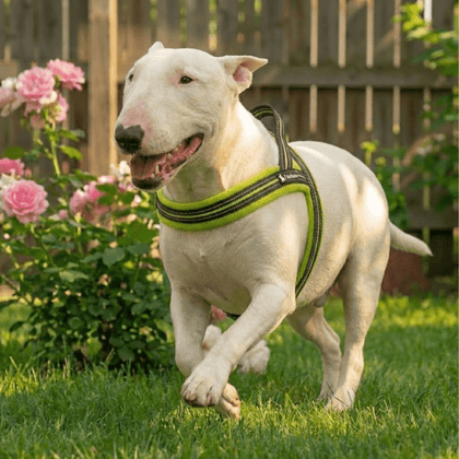 3M Reflective Padded Harness | Bull Terrier World