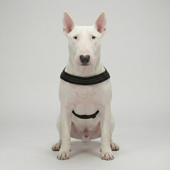 3M Reflective Padded Harness | Bull Terrier World