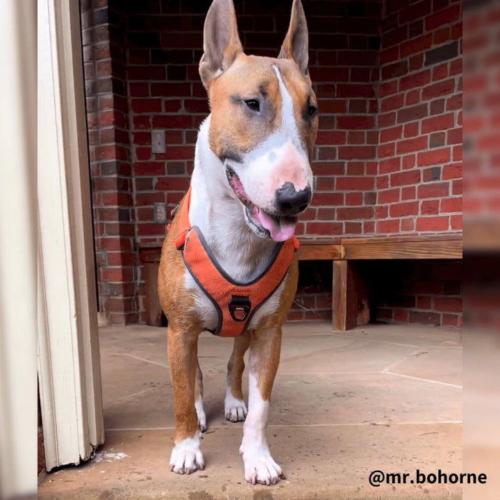 3M Super - Reflective No - Pull Harness | Bull Terrier World