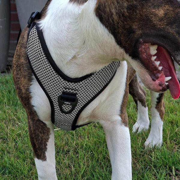 3M Super - Reflective No - Pull Harness | Bull Terrier World