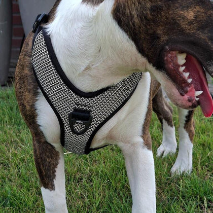 3M Super - Reflective No - Pull Harness | Bull Terrier World