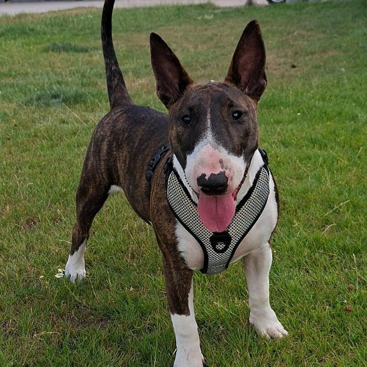 3M Super - Reflective No - Pull Harness | Bull Terrier World