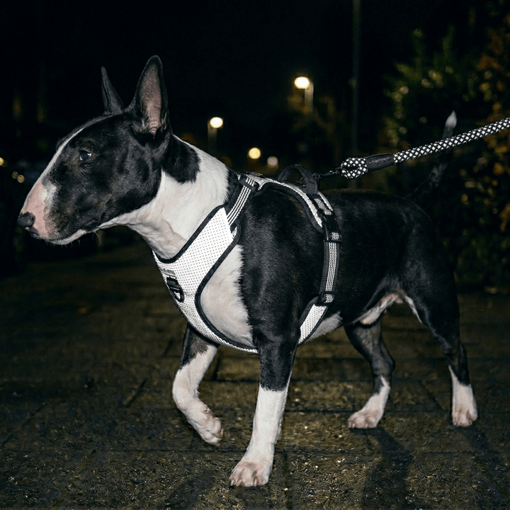 Super-Reflective No-Pull Bull Terrier Harness | Bull Terrier World