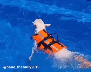 Double Support Dog Life Jacket | Bull Terrier World