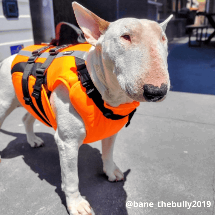 Double Support Dog Life Jacket Bull Terrier World S