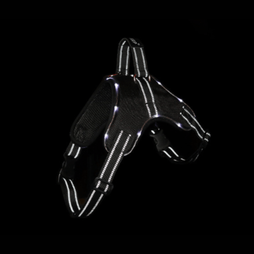 Glowing LED Harness | Bull Terrier World
