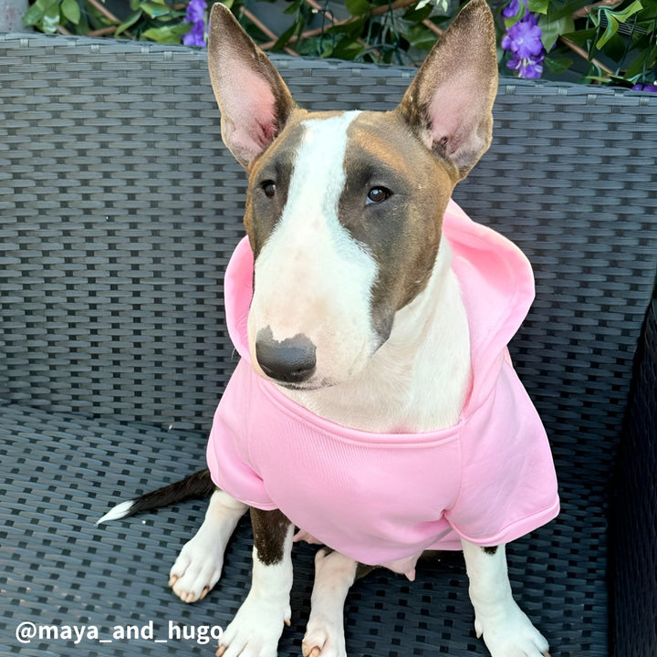 Plain Bull Terrier Hoodie | Bull Terrier World