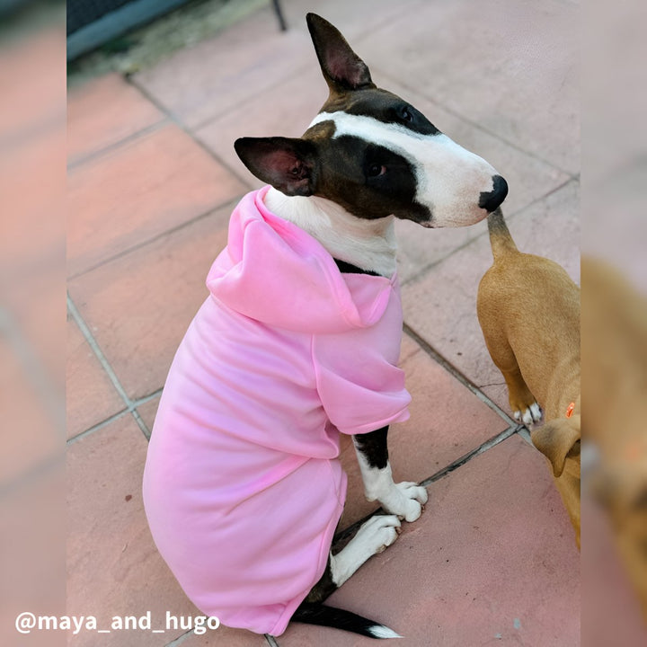 Plain Bull Terrier Hoodie | Bull Terrier World