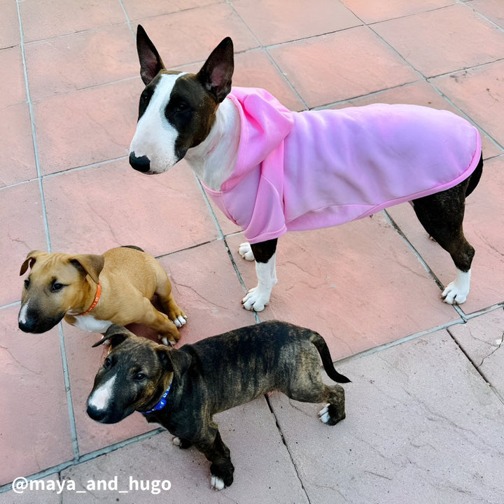 Plain Bull Terrier Hoodie | Bull Terrier World