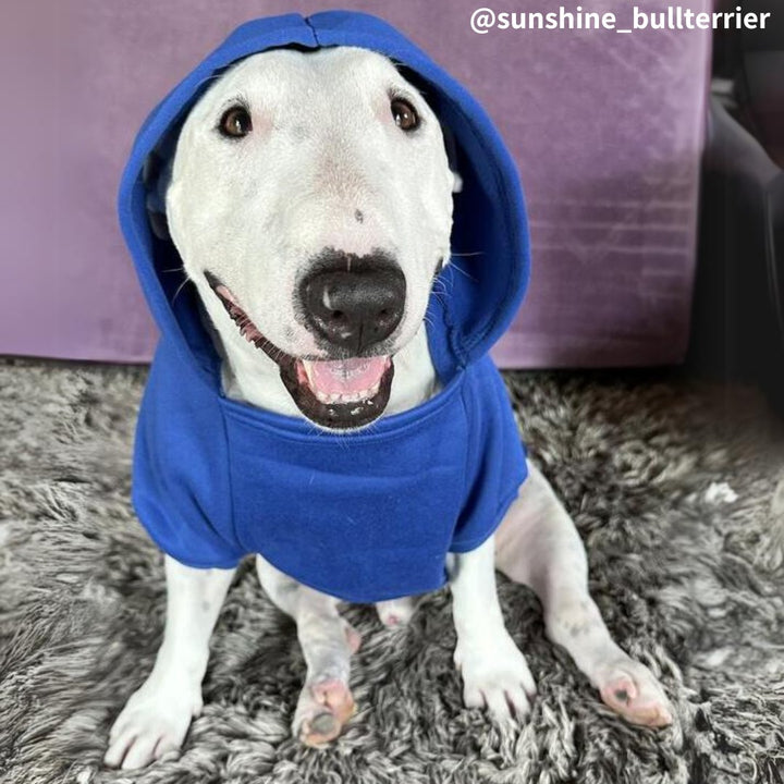 Plain Bull Terrier Hoodie | Bull Terrier World