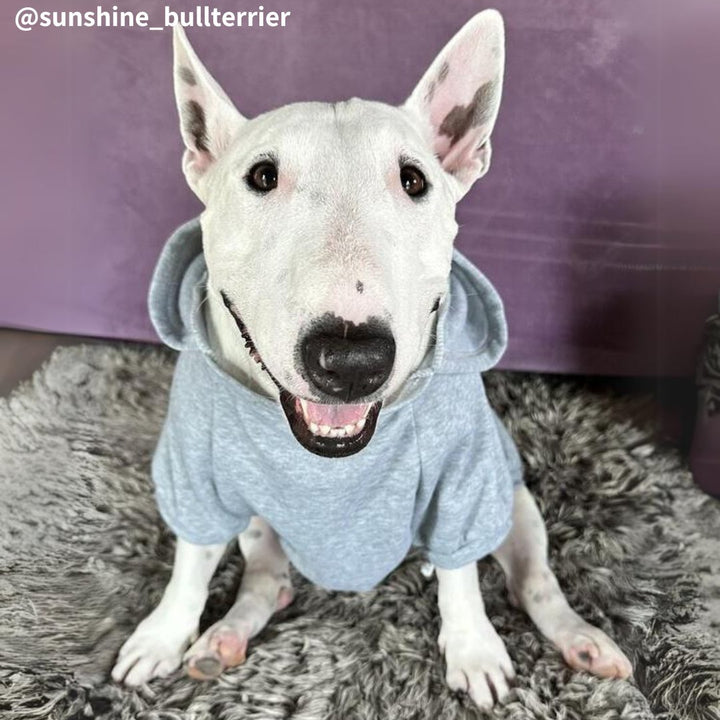 Plain Bull Terrier Hoodie | Bull Terrier World