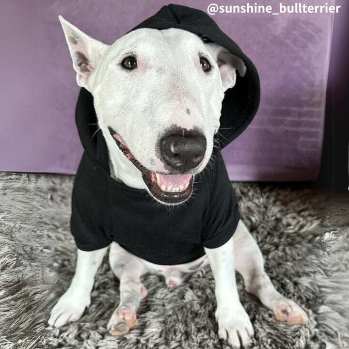 Plain Bull Terrier Hoodie | Bull Terrier World