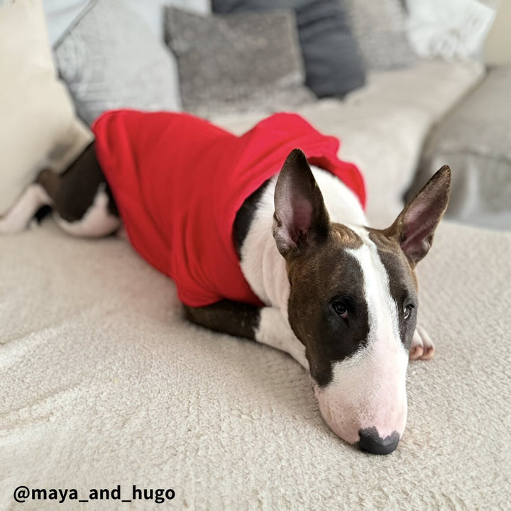 Plain Bull Terrier Hoodie | Bull Terrier World