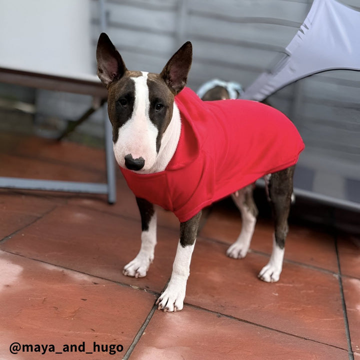 Plain Bull Terrier Hoodie | Bull Terrier World