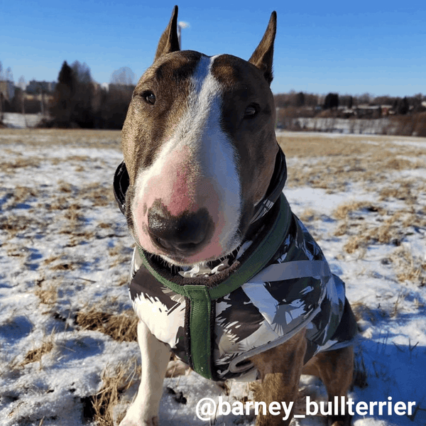 Patterned Vest With Retractable Collar Bull Terrier World