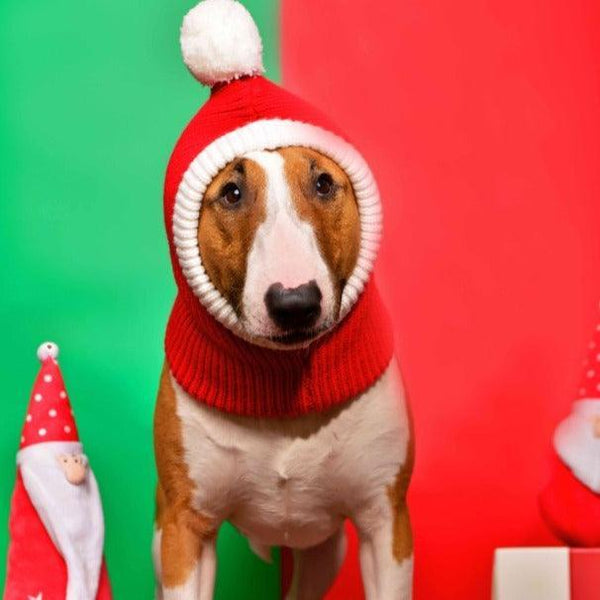 Knitted Dog Winter Hat Bull Terrier World S