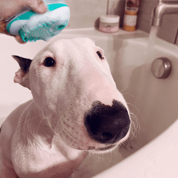 Massaging Shampoo Dispensing Brush | Bull Terrier World