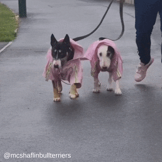 Reflective Dog Raincoat Bull Terrier World