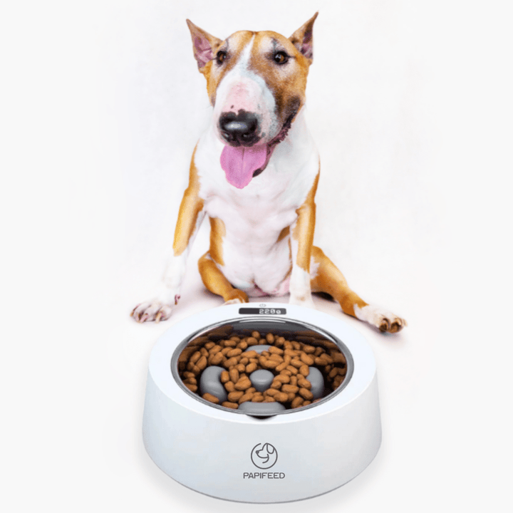 Slow Feeder Bowl With Built-in Scale | Bull Terrier World