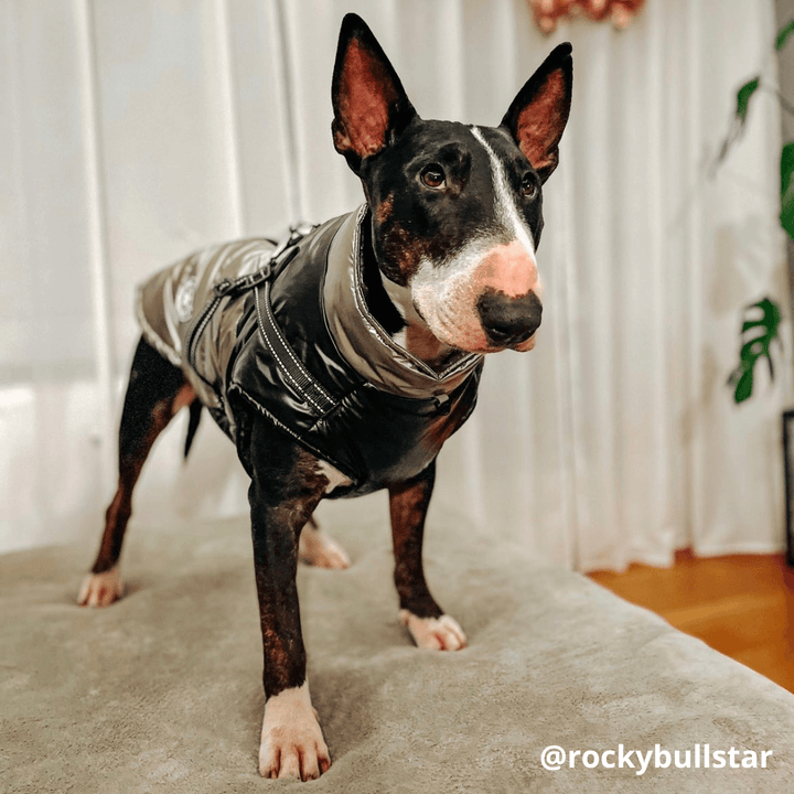 Waterproof Reflective Vest Bull Terrier World 3XL / Gold