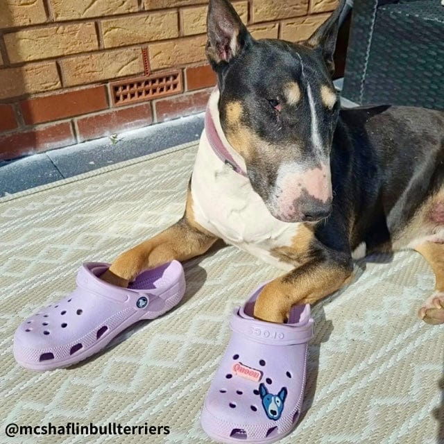 Bull Terrier Crocs Pins Set | Bull Terrier World