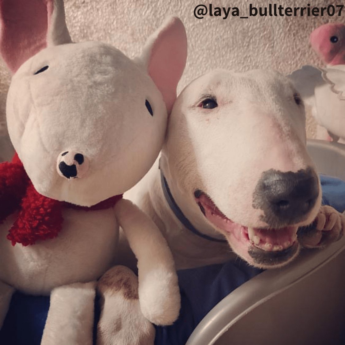 Bull terrier plush on sale