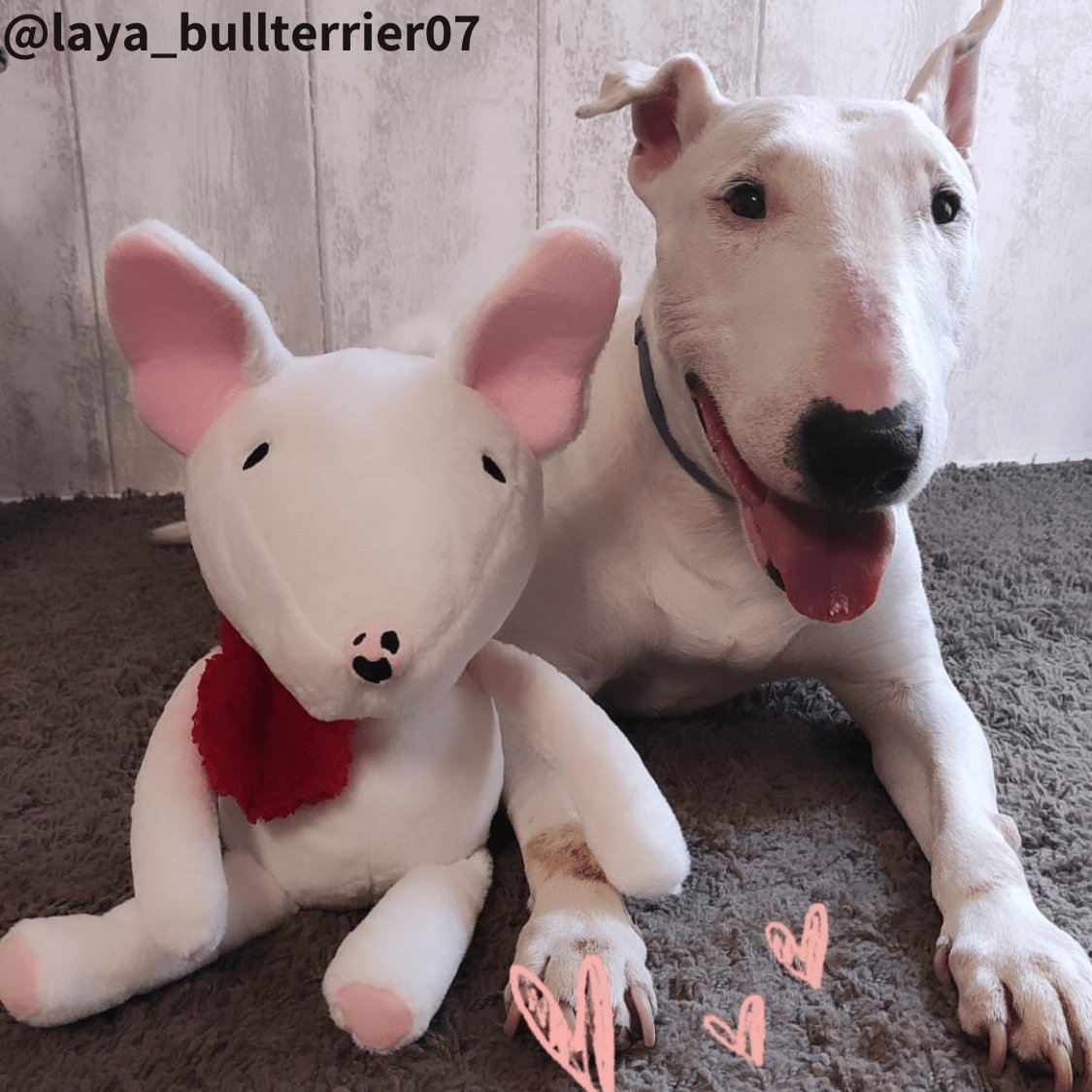 Bull terrier soft toy online