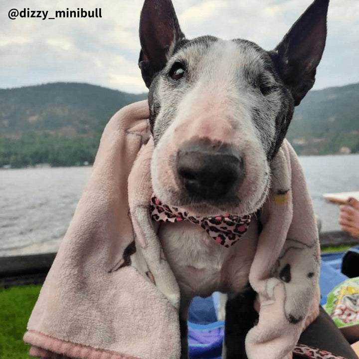 Bull Terrier Printed Fleece Blanket | Bull Terrier World