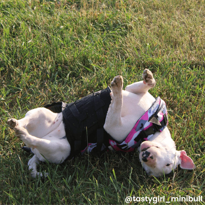 Camo Life Jacket With Fin | Bull Terrier World