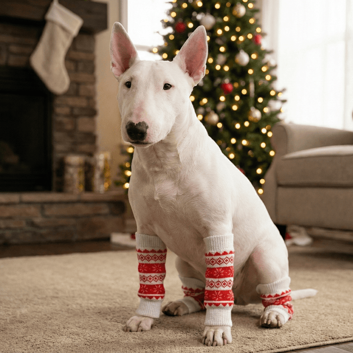 Christmas Dog Leg Warmers | Bull Terrier World