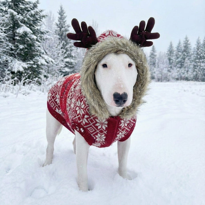 Christmas Sweater With Antlers | Bull Terrier World