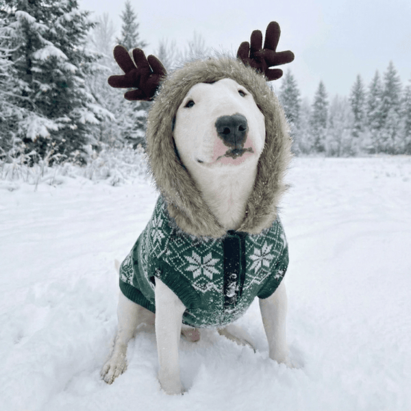 Christmas Sweater With Antlers | Bull Terrier World