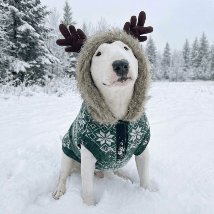 Christmas Sweater With Antlers | Bull Terrier World