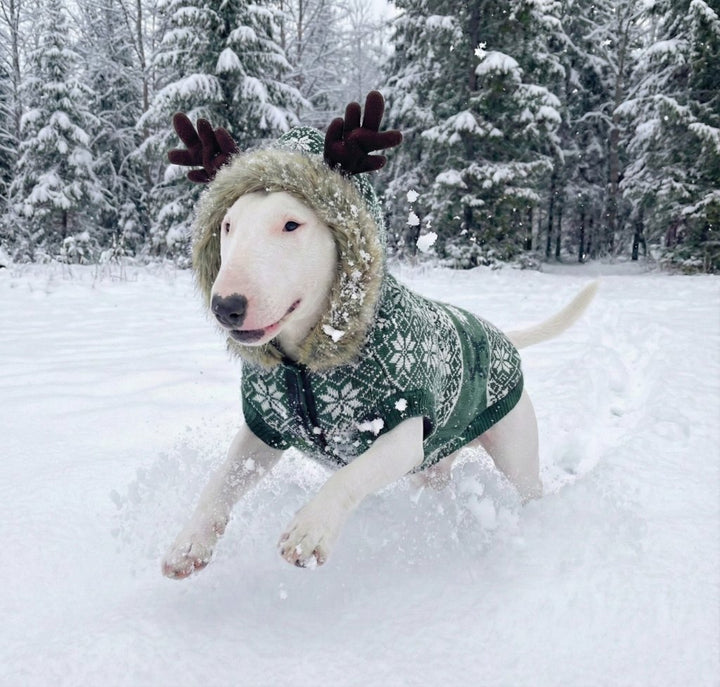 Christmas Sweater With Antlers | Bull Terrier World