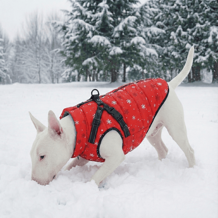 Christmas Vest With Harness | Bull Terrier World