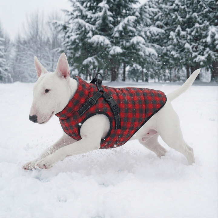 Christmas Vest With Harness | Bull Terrier World
