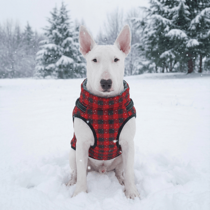 Christmas Vest With Harness | Bull Terrier World