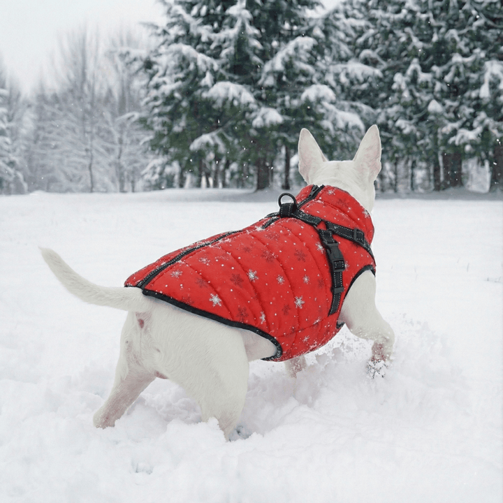 Christmas Vest With Harness | Bull Terrier World