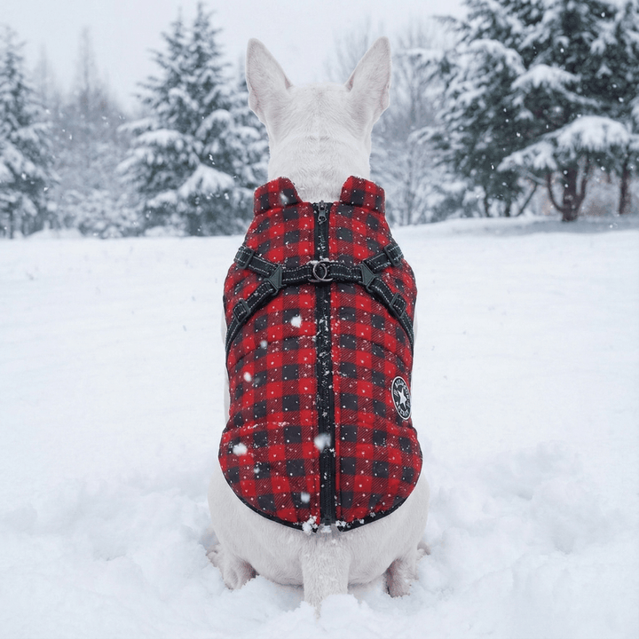 Christmas Vest With Harness | Bull Terrier World
