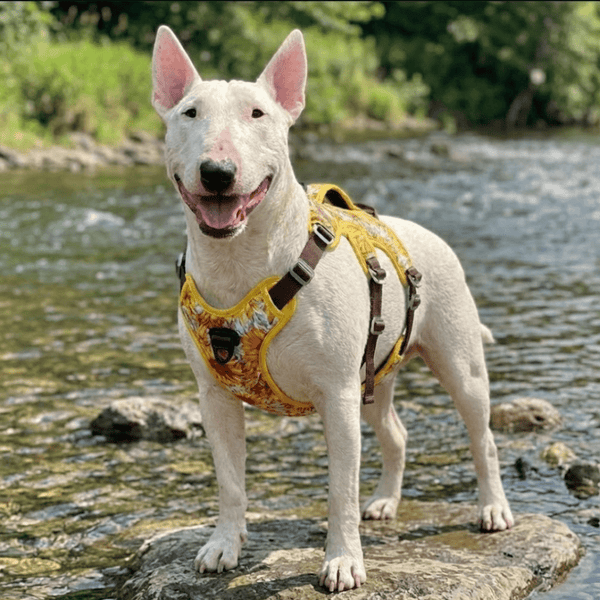 Colorful No-Pull Escape-Proof Harness