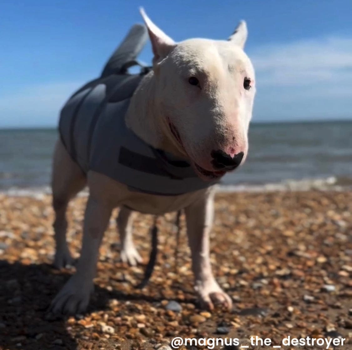 Dog Shark Life Jacket Bull Terrier World dog-shark-life-jacket-bull-terrier-world
