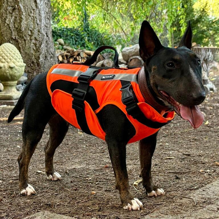 Double Support Dog Life Jacket | Bull Terrier World