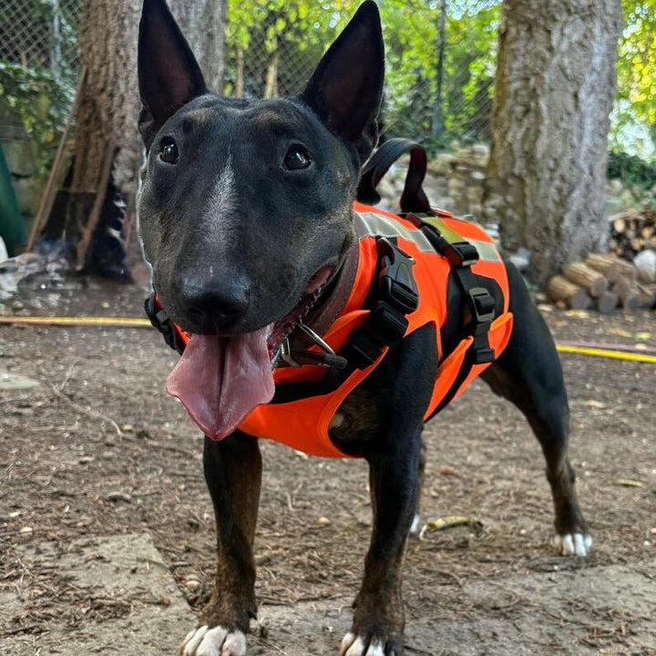 Double Support Dog Life Jacket | Bull Terrier World