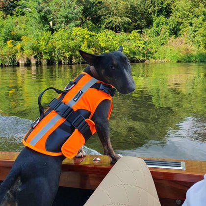 Double Support Dog Life Jacket | Bull Terrier World
