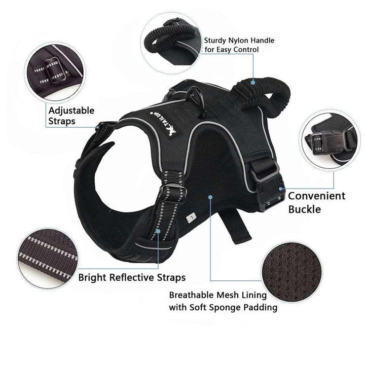 Easy Control No - Pull Harness | Bull Terrier World