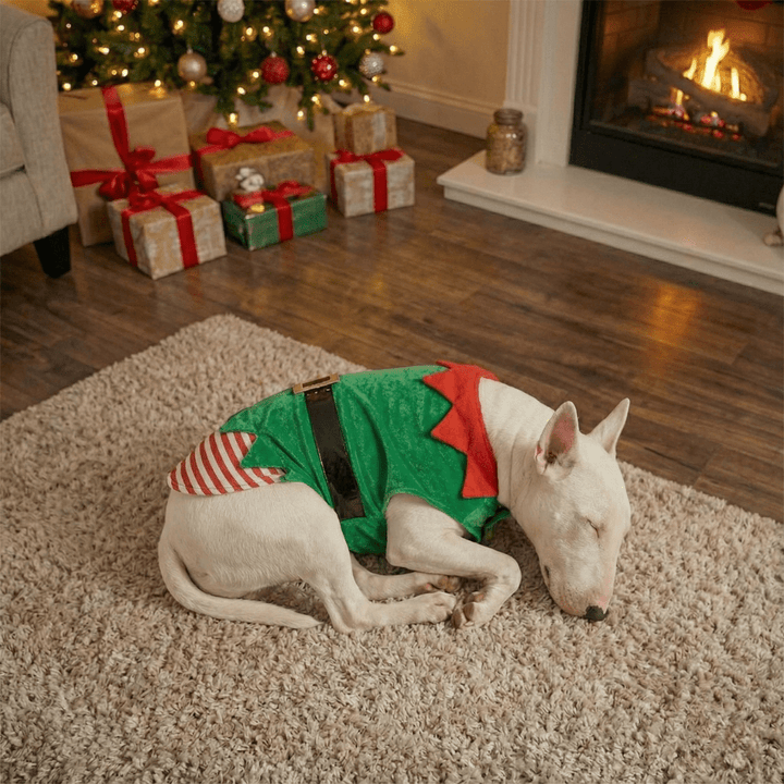 Elf Dog Costume | Bull Terrier World