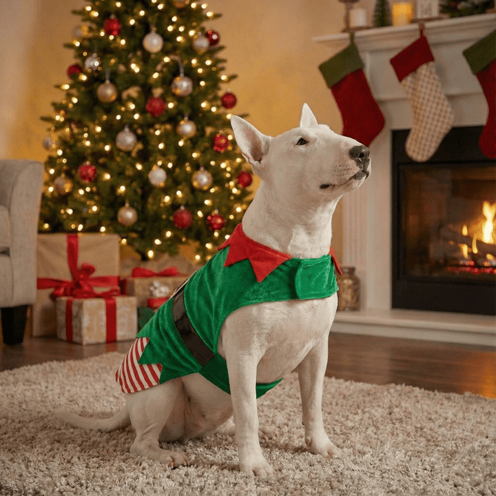 Elf Dog Costume | Bull Terrier World