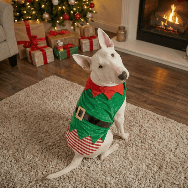 Elf Dog Costume | Bull Terrier World